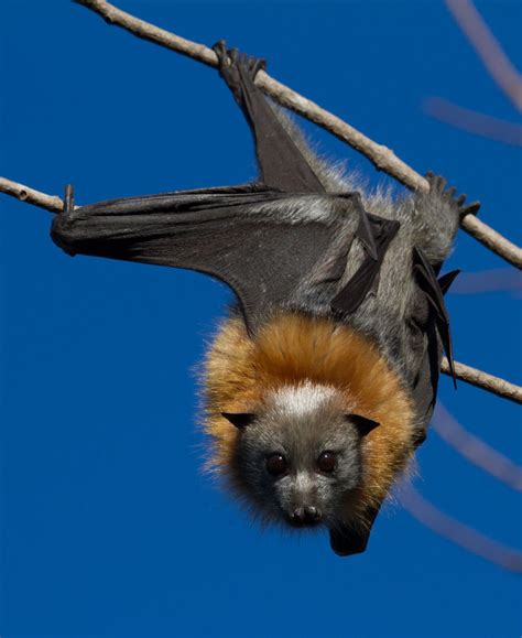 flying fox bat pictures